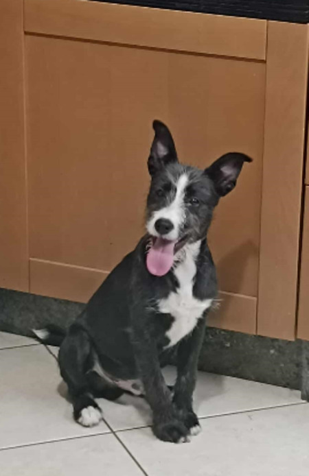 Adopter Appa