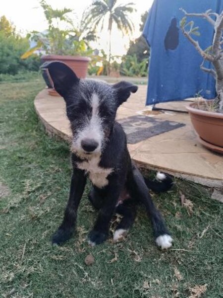 Adopter Appa