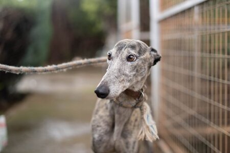 Adopter Argentina