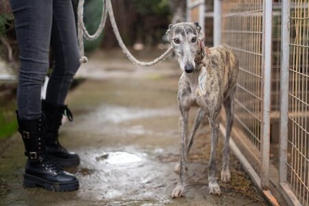 Adopter Argentina