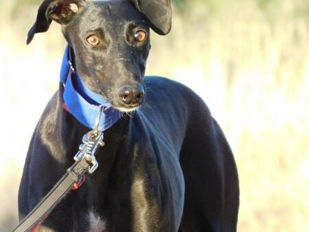 Adopter Arges