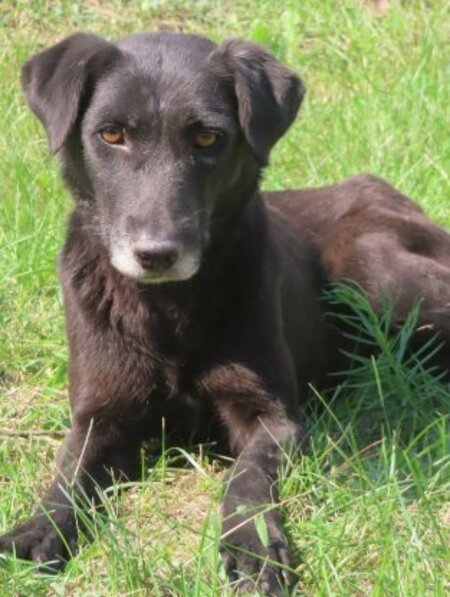 Adopter Ariel