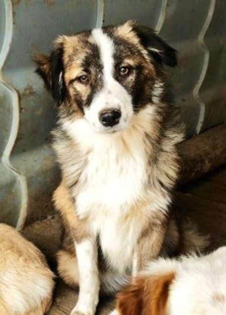 Adopter Arum