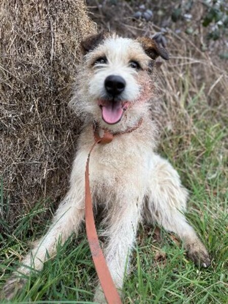 Adopter Ashley