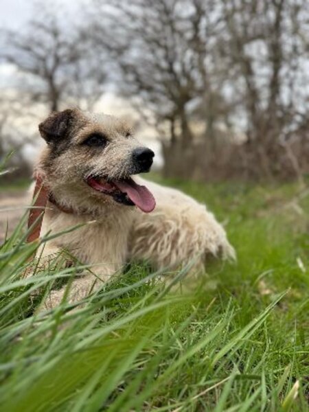 Adopter Ashley