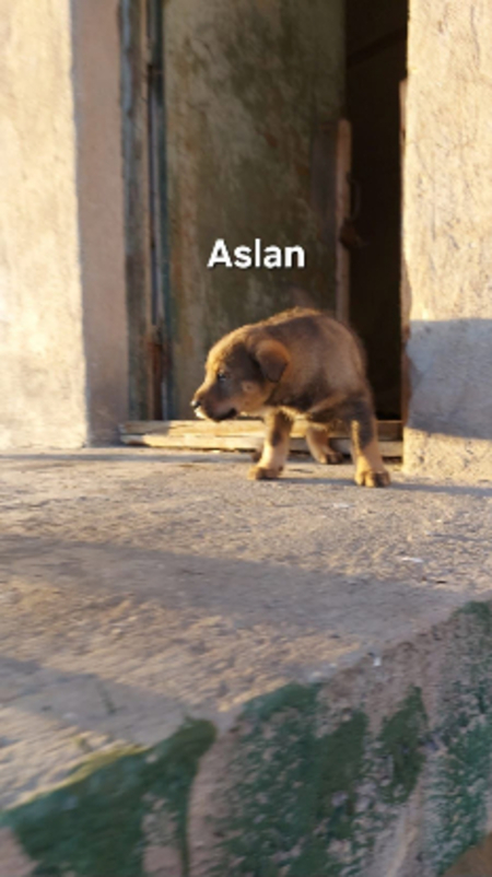 Adopter Aslan