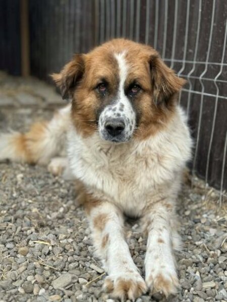 Adopter Athena