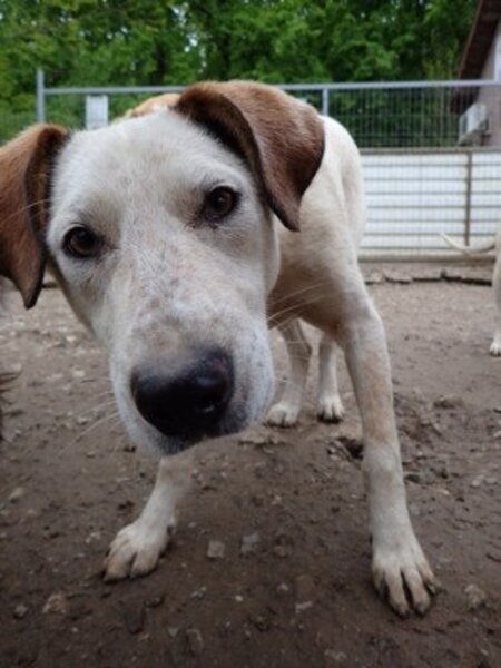 Adopter Athos