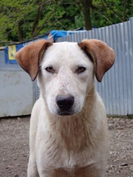 Adopter Athos