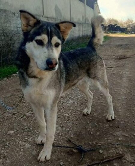 Adopter Atlas