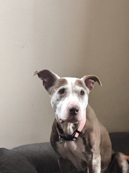 Adopter Attilah