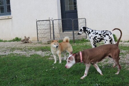 Adopter Attilah