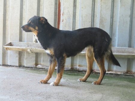 Adopter Aubépine