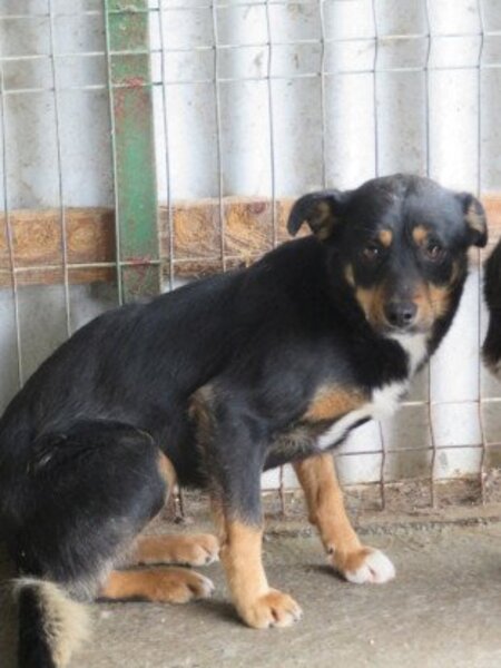 Adopter Aubépine