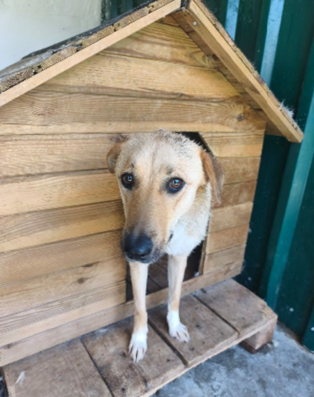 Adopter Aubépine