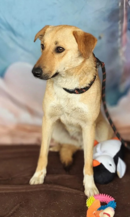 Adopter Aubépine