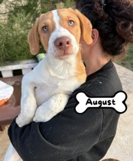 Adopter August