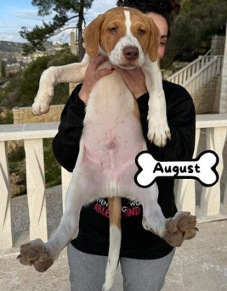 Adopter August