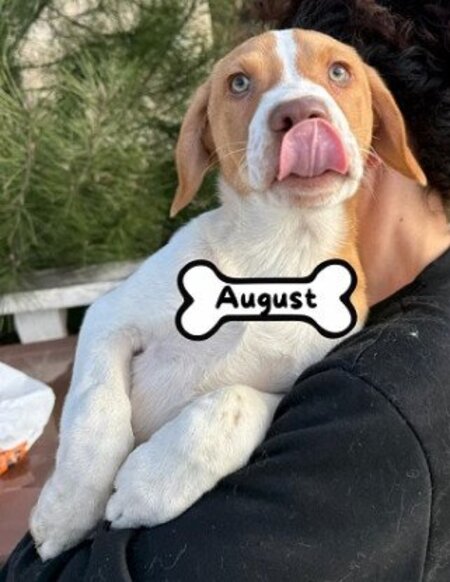 Adopter August