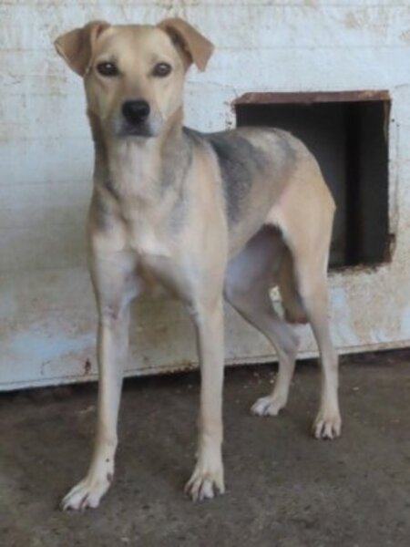 Adopter Augustine