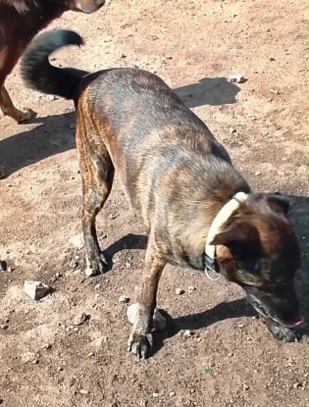 Adopter Aunix de Maroc!