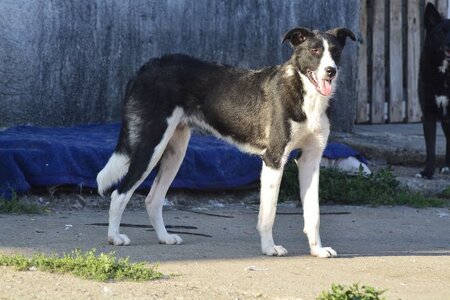Adopter Aura