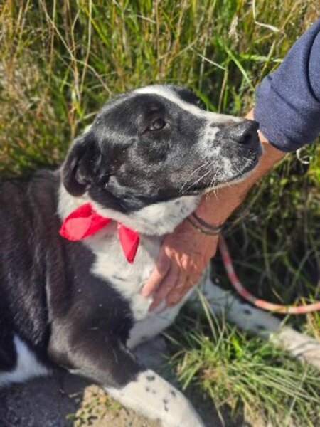 Adopter Auro