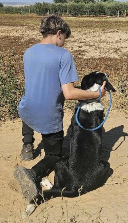 Adopter Auro