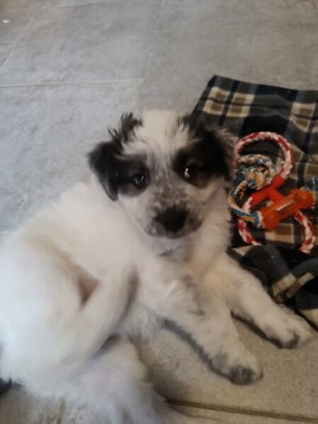 Adopter Aurora