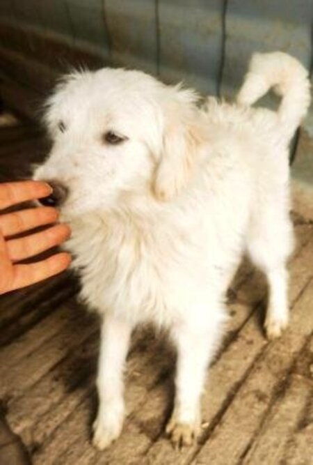 Adopter Avalanche