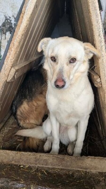Adopter Avoine