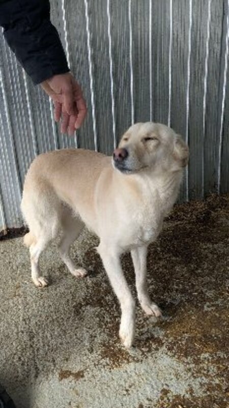 Adopter Avoine