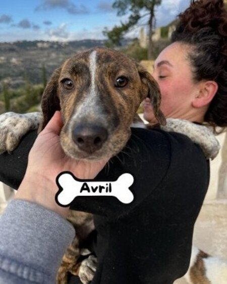 Adopter Avril