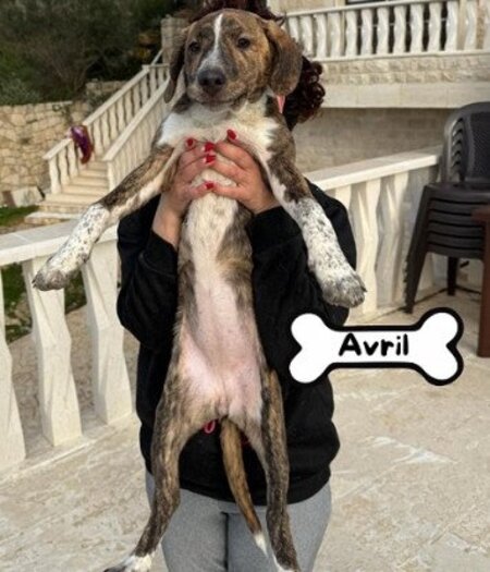 Adopter Avril