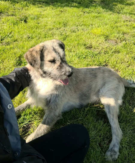 Adopter Axel