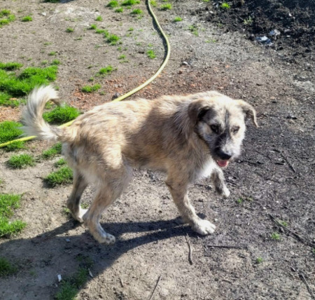 Adopter Axel