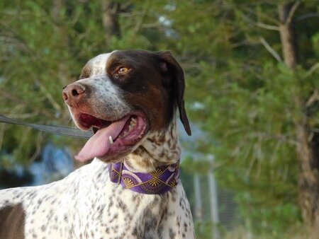 Adopter Azor