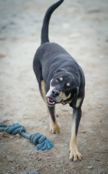Adopter Azorel