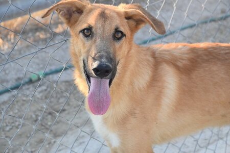 Adopter Bady