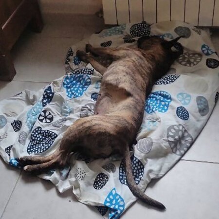 Adopter Baggah