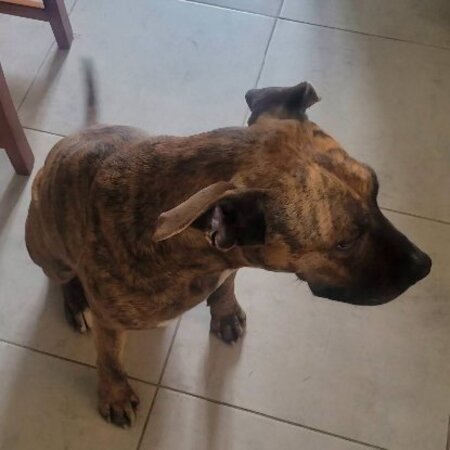 Adopter Baggah