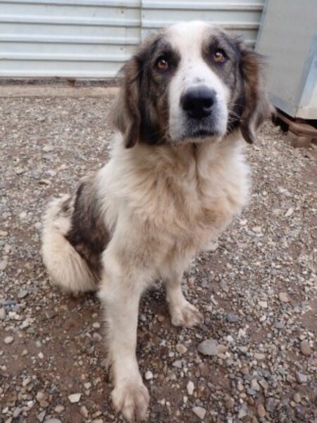 Adopter Baïkal