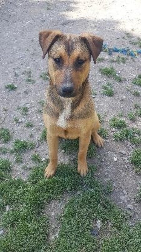 Adopter Baki