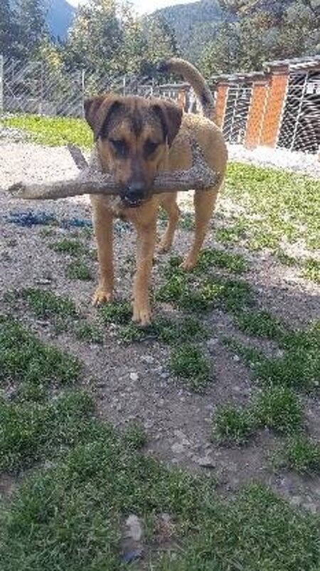Adopter Baki