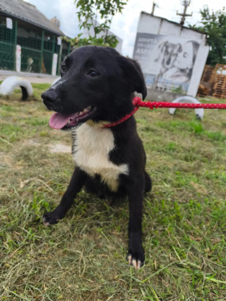 Adopter Bali
