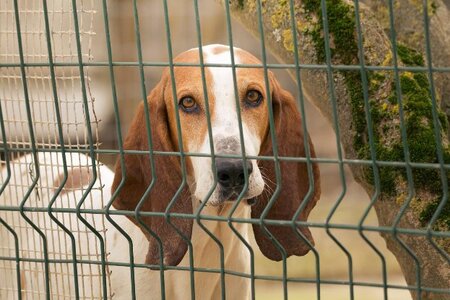 Adopter Balzac