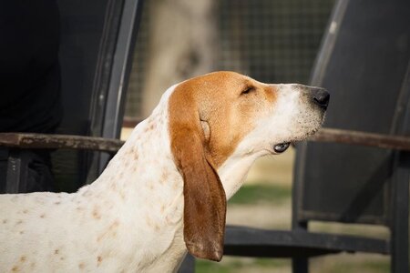 Adopter Balzac