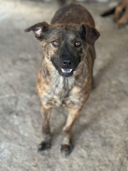 Adopter Bambino