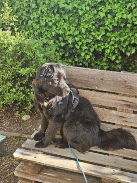 Adopter Bambou