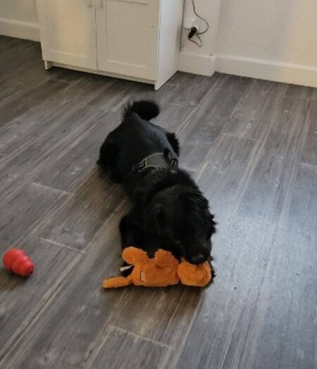 Adopter Bambou